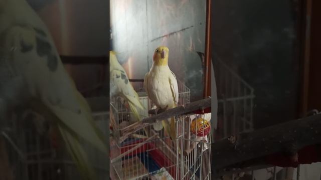 пение кореллы, ваш обязательно откликнется )