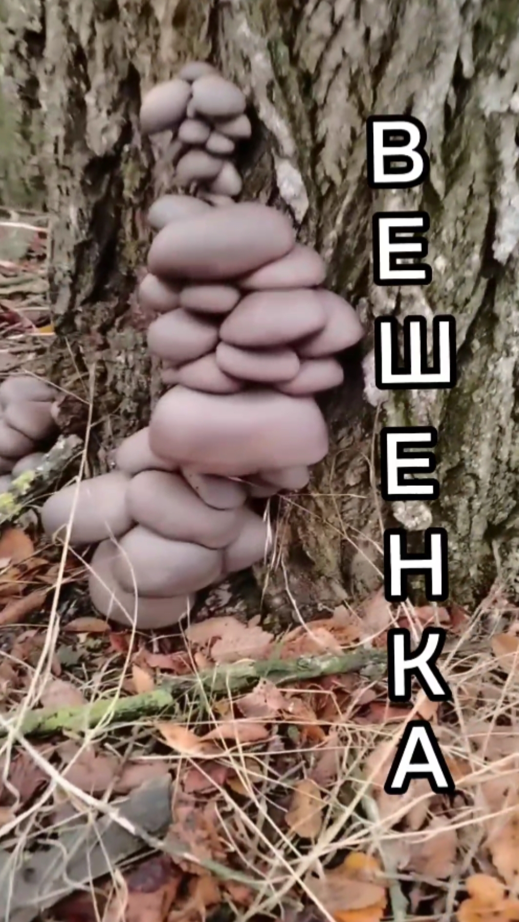Вешенка