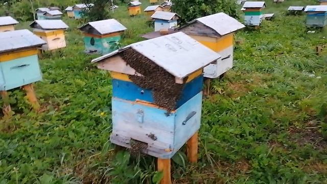 Перевозка пчёл на кочевку на дягель. Пасека на Алтае.