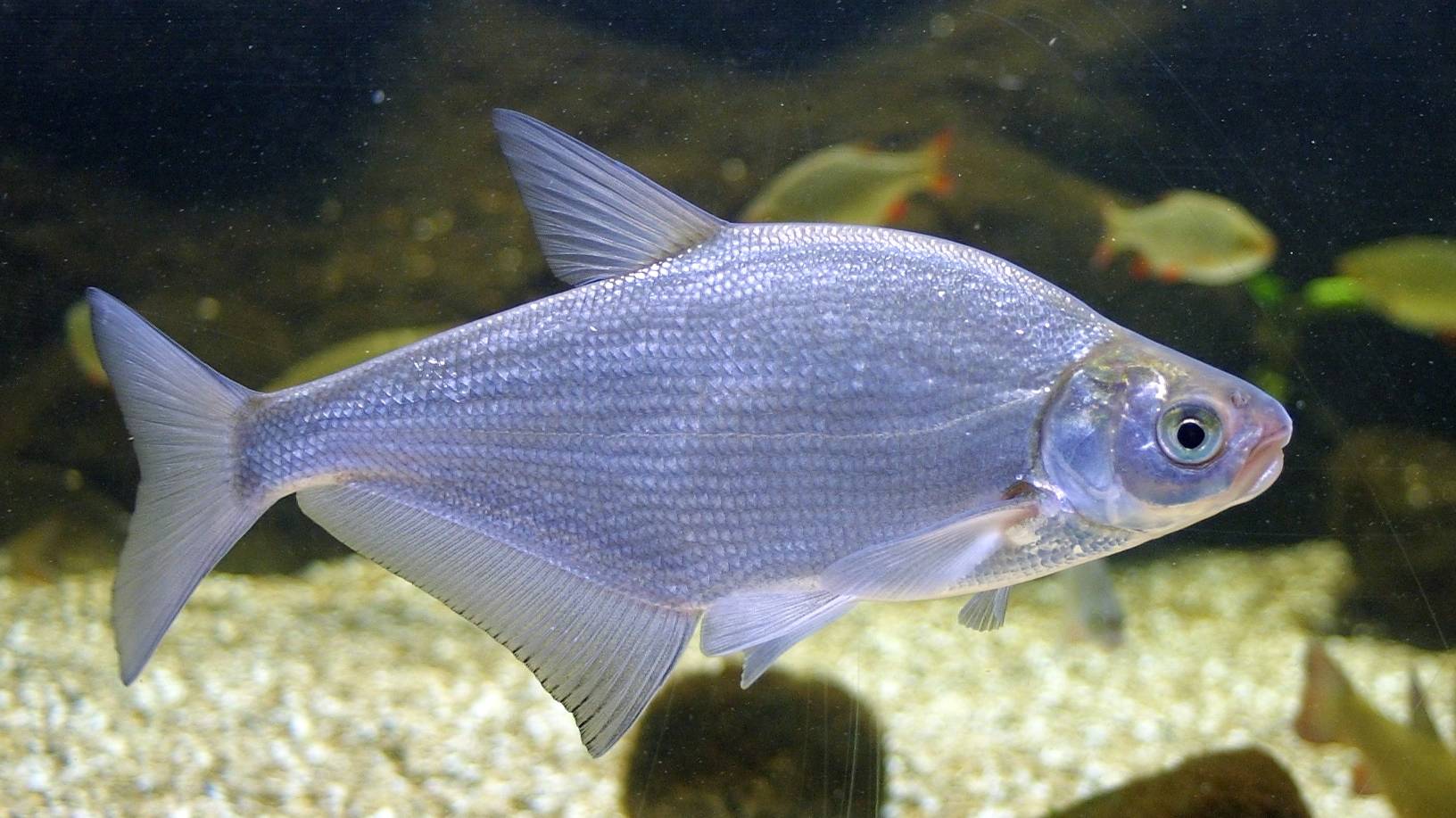 РР4 Новогодние задания 26 ч2 (белоглазка)