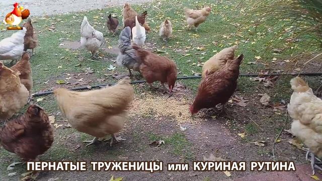 Куры несушки свободного выгула и их обычная куриная рутина – эпизод (13)