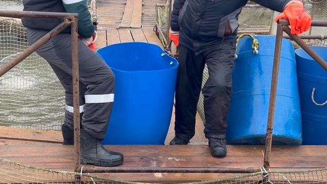 Пополняем садки Форелью