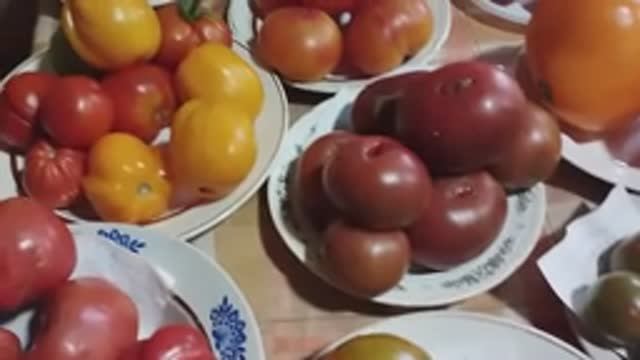 ТОМАТЫ. Выставка томатов, выращенных в Кировской области