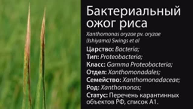 Бактериальный ожог риса