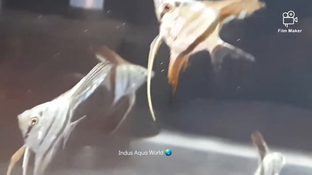 Peruvian Altum Angelfish ||Pterophyllum Scalare "Peruvian Altum" || Indus Aqua World