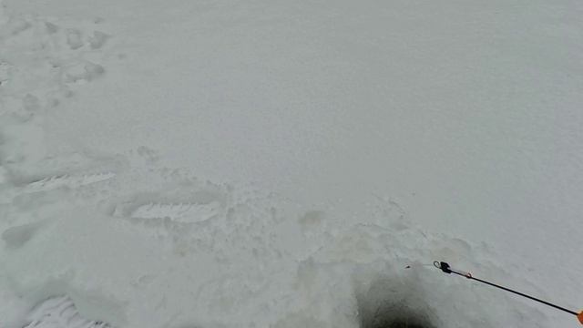 Снег идёт и плотва практически не клюёт, только "супер окуни"...