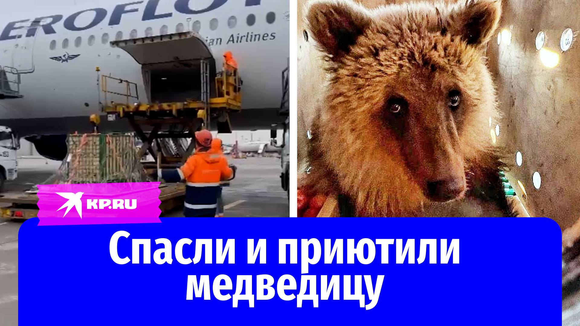 На Камчатке спасли медведицу и нашли ей новый дом
