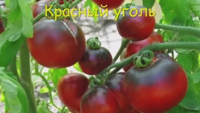 Каталог томатов 2024 г. Часть 6. Проверенные сорта.  г. Киров.