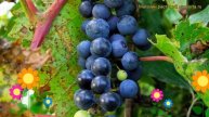 Виноград прибрежный. Краткий обзор: Виноград прибрежный описание характеристик, где купить саженцы