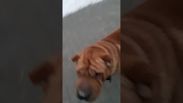2025-01-28-120950158.mp4
