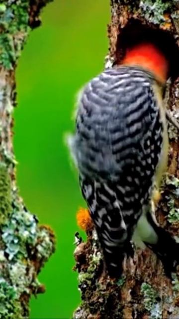 Beautiful woodpecker
