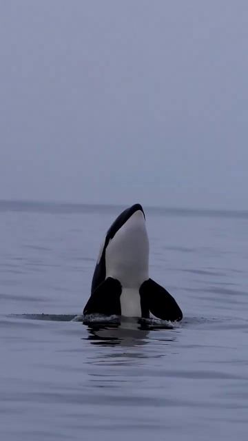 Orcas visited us! It was amazing!