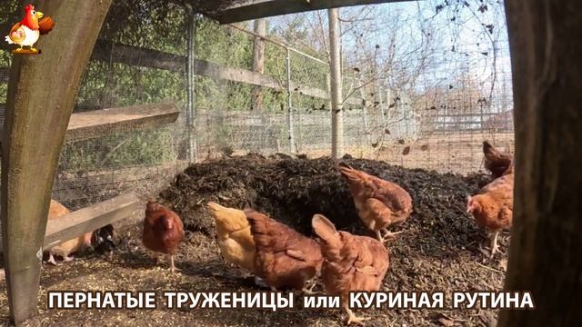 Куры несушки свободного выгула и их обычная куриная рутина – эпизод (15)