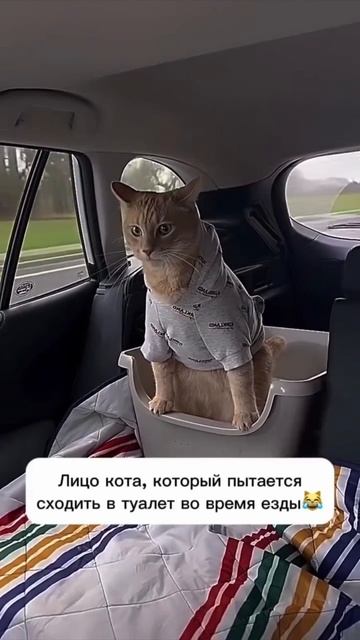 Котики)