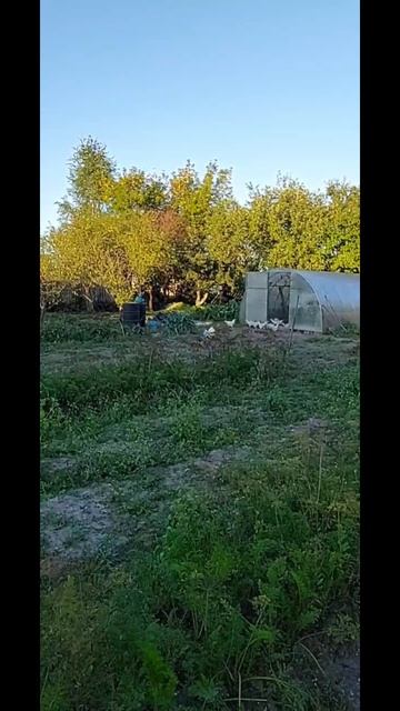 Дрессировка кур