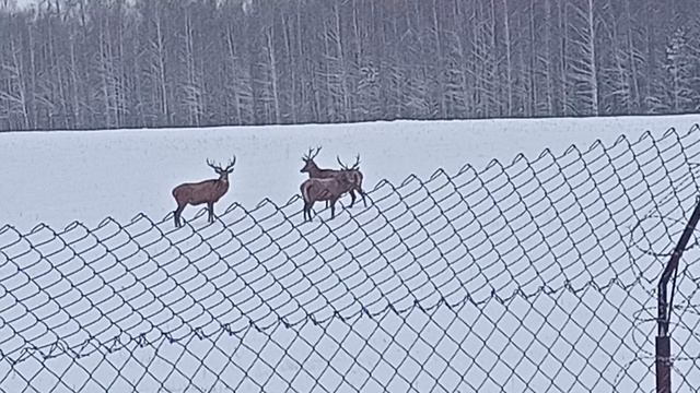 нижегородский. олень