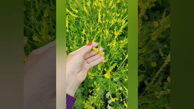 1001084379.mp4