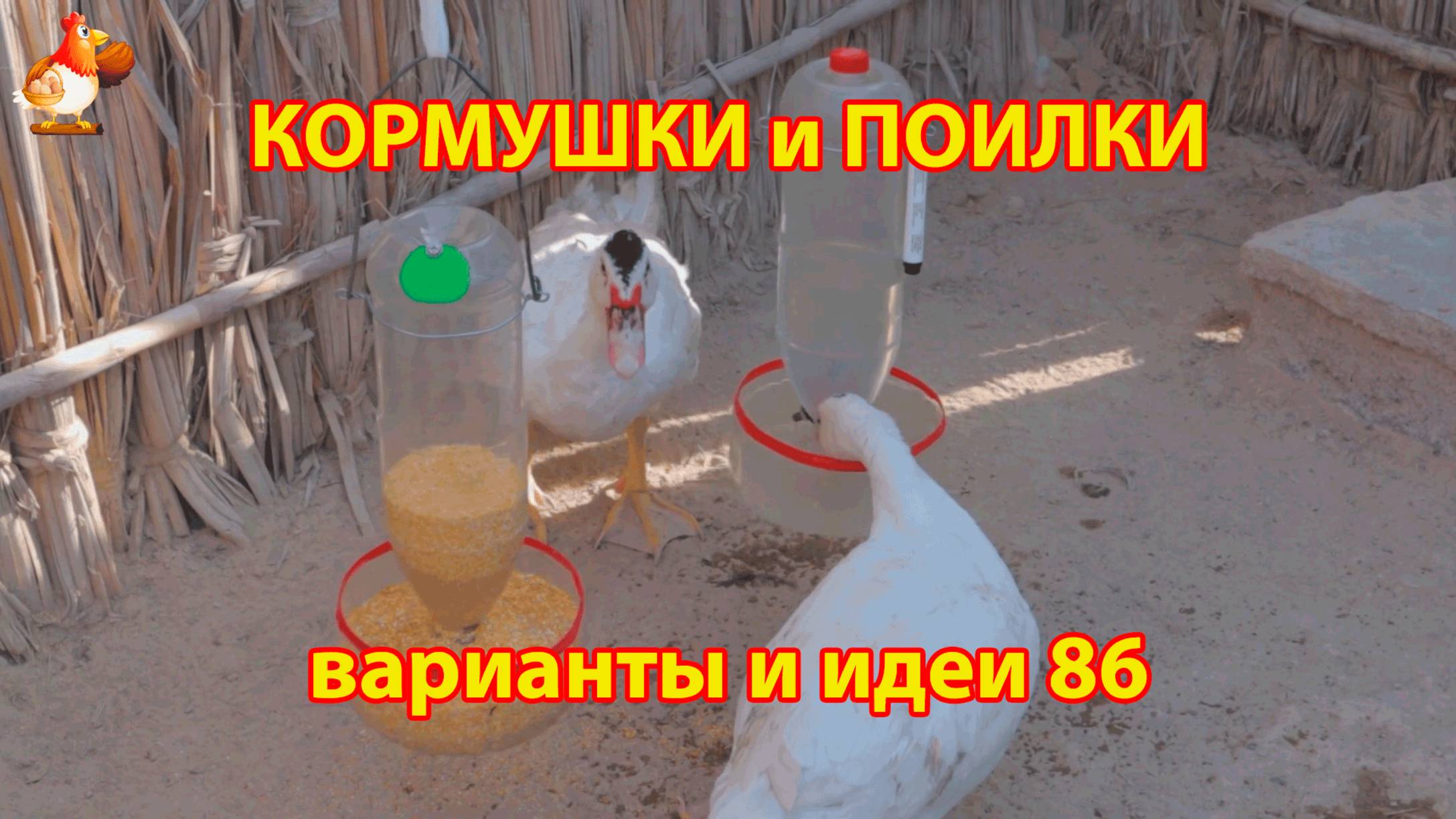 Кормушки и поилки для кур своими руками (86) 🪚✂️ Пошаговая инструкция как сделать 🐔 🐓❣️