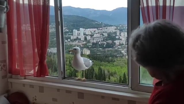 ЧАЙКА осмелилась, готова в комнату зайти.