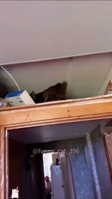 Коллекция тыг-дыков!