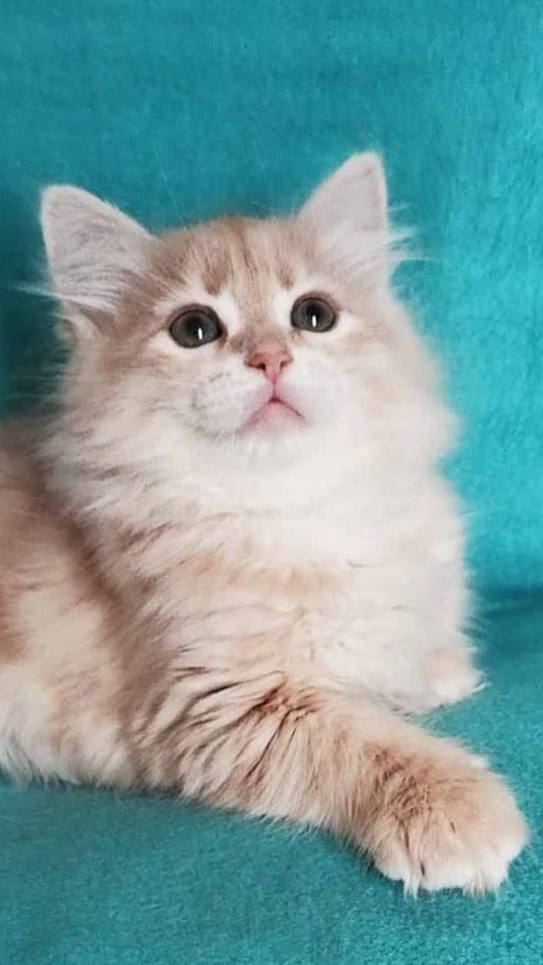 Кремовый сибирский котенок из Цветочной Страны