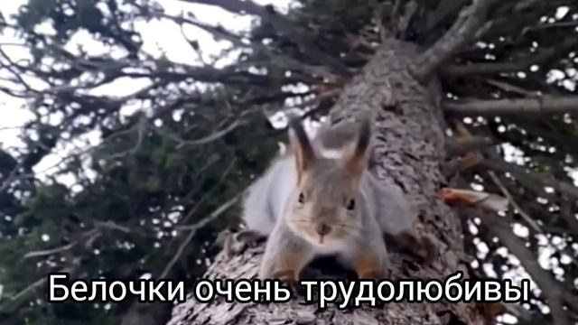 Эти прекрасные дикие животные