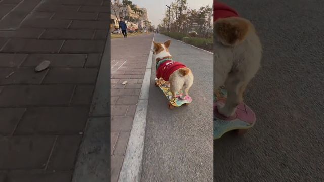 скейт и собака