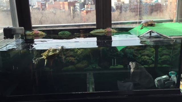 Custom Acrylic Platform on top of turtle tank