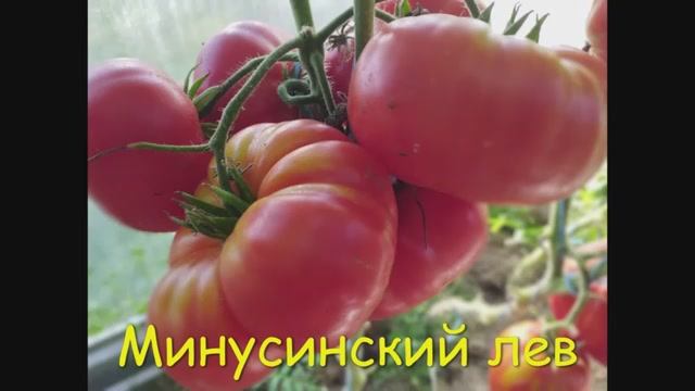 ТОМАТЫ. Крупноплодные сорта томатов.