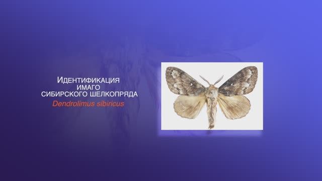 Идентификация имаго сибирского шелкопряда