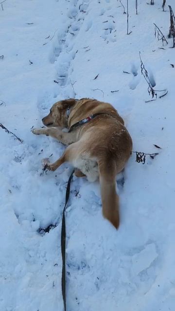 Лабрадор Пабло. Пока есть снежок...