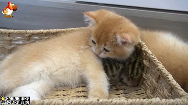 Утята и Цыплята - Кошки и котята - (36) Хвостики да Усики ❣🥰🤣
