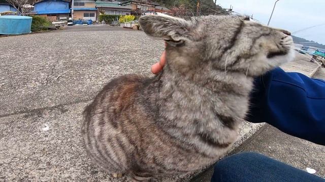 港で強烈なスリスリをしてくる野良猫に出会った。