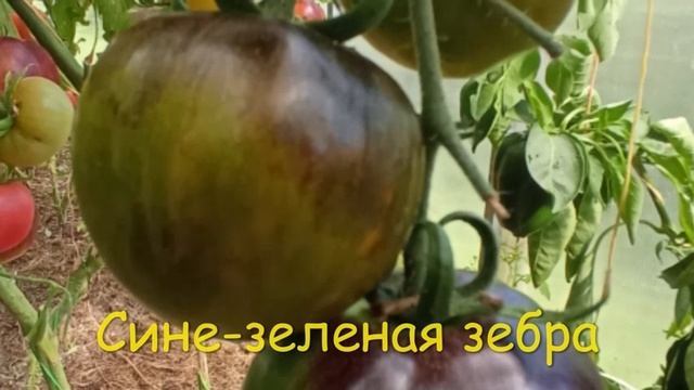 Каталог томатов 2024 г. Часть 5. Проверенные сорта.  г. Киров