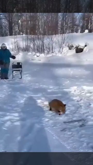 Вот это борзость на рыбалке 🎣! Хозяйка леса отбирает рыбу у рыбаков 🦈❤️