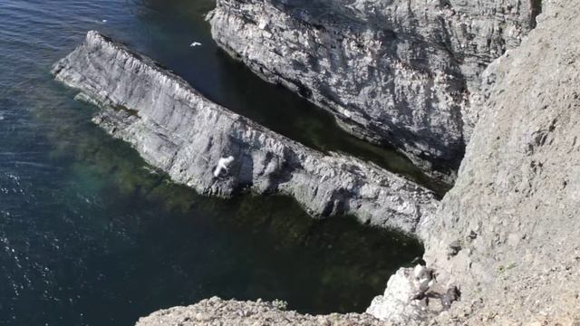 Птичьи базары Новой Земли