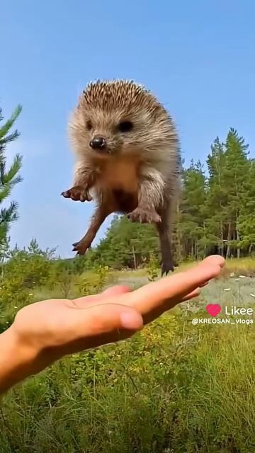 ролик про ёжик такая вот животная Лесная   🦔🦔🦔