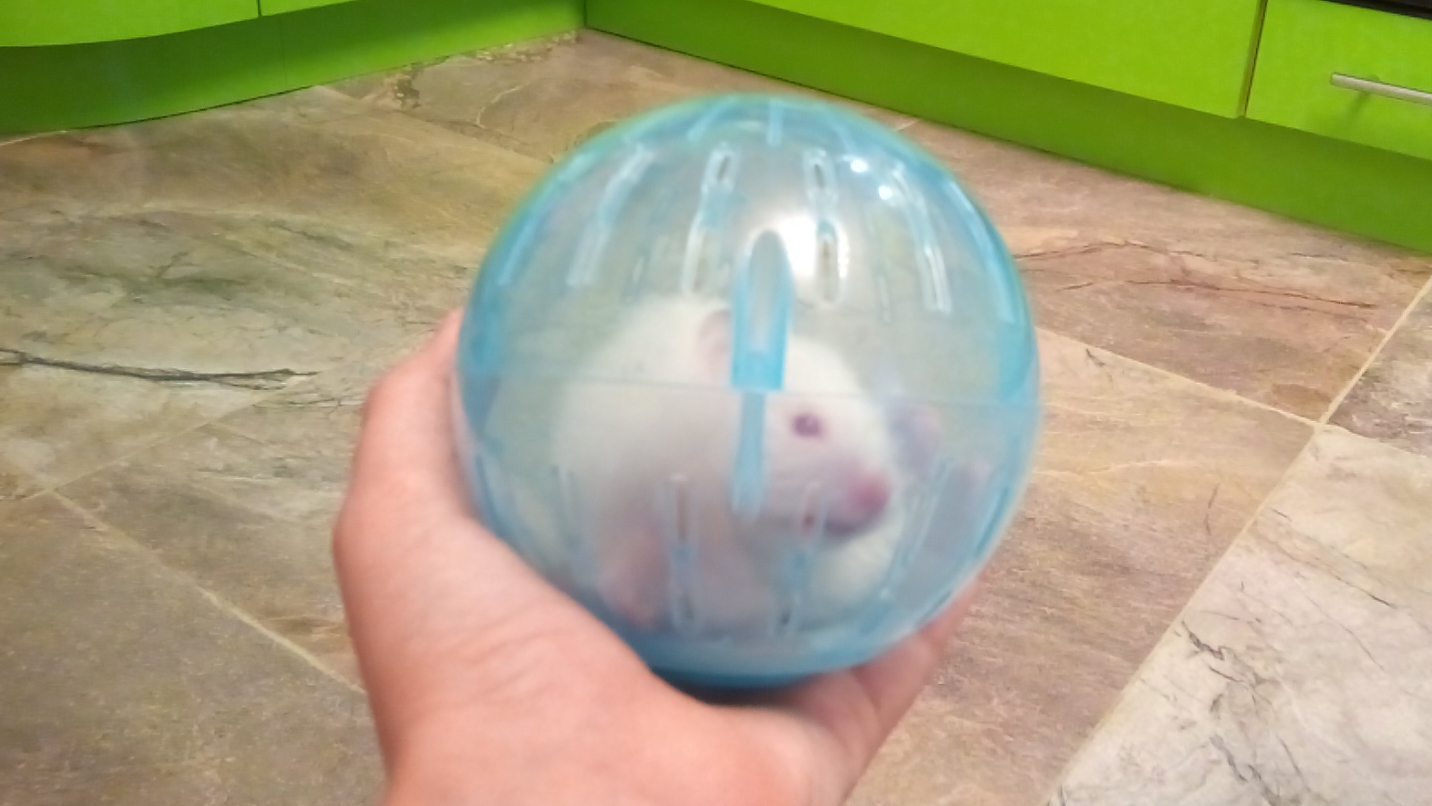 купил хомяку шар
