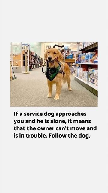 SERVICE DOG | английский язык уроки и практика #shorts