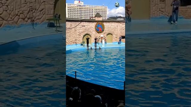 Дельфины. Сочи 2021