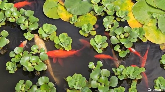"Настройся на Чудо"-
Гармонизирующая, Целительная, Потоковая, авторская композиция.
