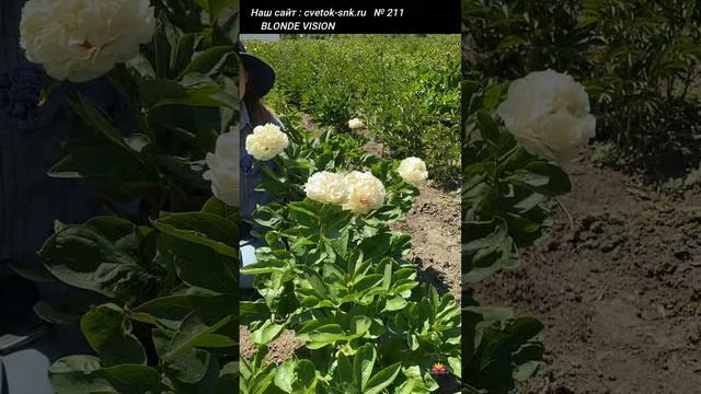 Пион Blonde Vision. Цветение 2022 года / Сад Ворошиловой