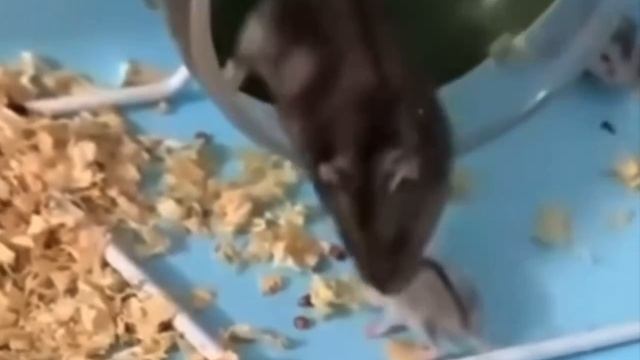 Валим валим валим.mp4
