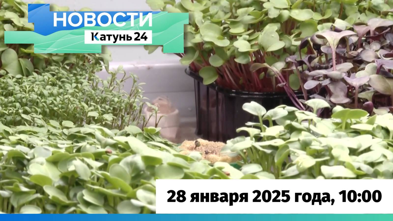 Новости Алтайского края 28 января 2025 года, выпуск в 10:00