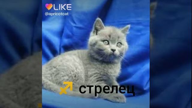 Котики знаки зодиака