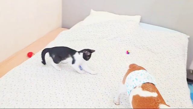 я играю с пружинкой