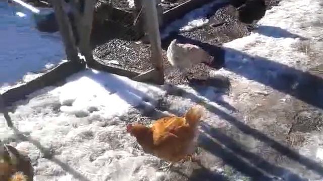 Домашние куры несушки после зимы