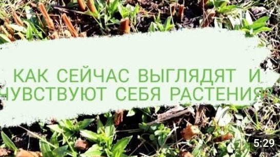 КАК СЕЙЧАС ВЫГЛЯДЯТ И ЧУВСТВУЮТ СЕБЯ РАСТЕНИЯ? 25.02.2022