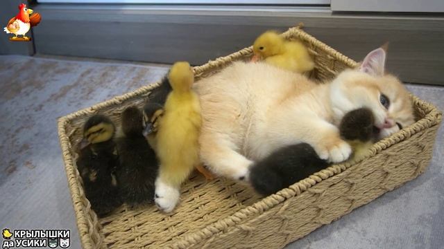 Утята и Цыплята - Кошки и котята - (37) Хвостики да Усики ❣🥰🤣