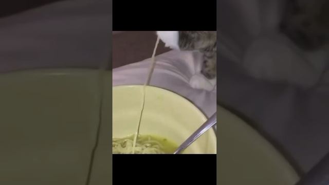 подборка видео с котиками